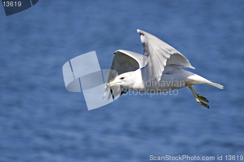 Image of Seagull