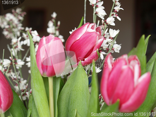 Image of Tulip picture