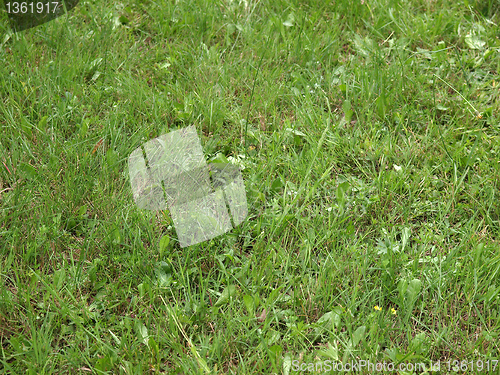 Image of Grass meadow