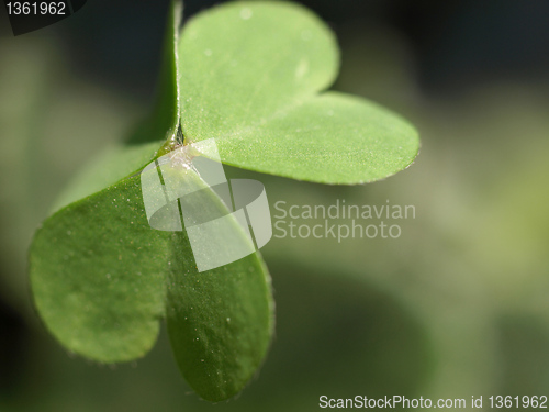 Image of Shamrock