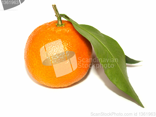 Image of Tangerine picture