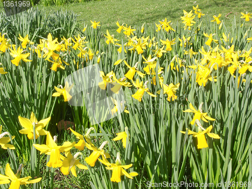 Image of Daffodils picture