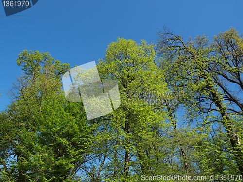 Image of Tree picture