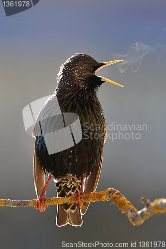 Image of Starling ardent singing