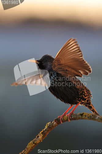 Image of Starling singing