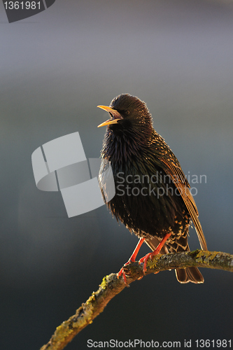 Image of Starling singing