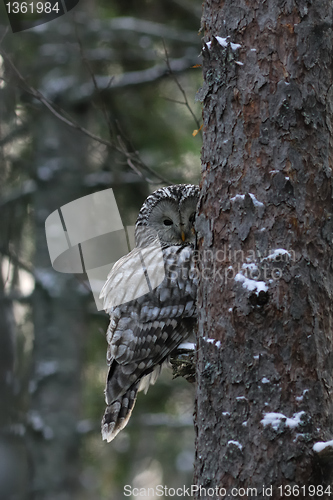 Image of Ural owl peeking