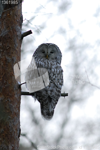 Image of Ural owl on the tree