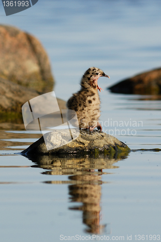 Image of Baby Common Gull