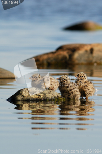 Image of Baby Common Gulls