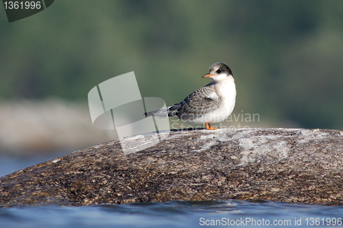 Image of Baby Arctic Tern