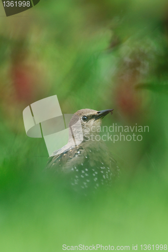 Image of European Starling