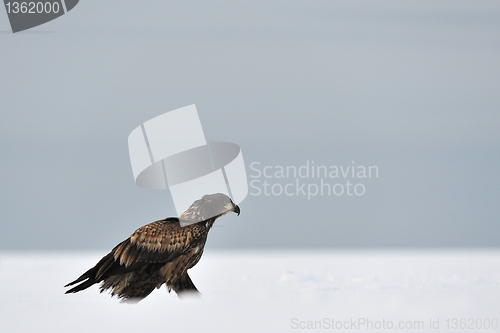 Image of White-tailed eagle moving 