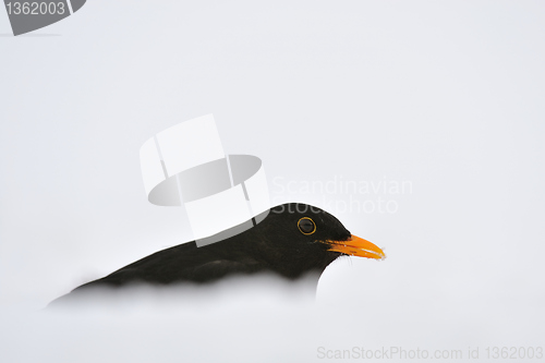 Image of Blackbird in a snow