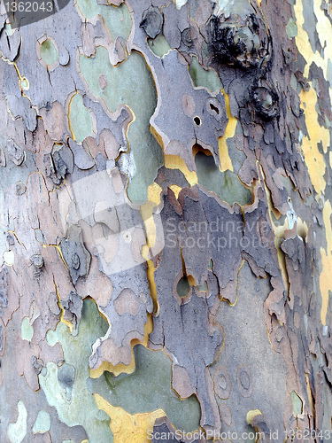 Image of Bark picture