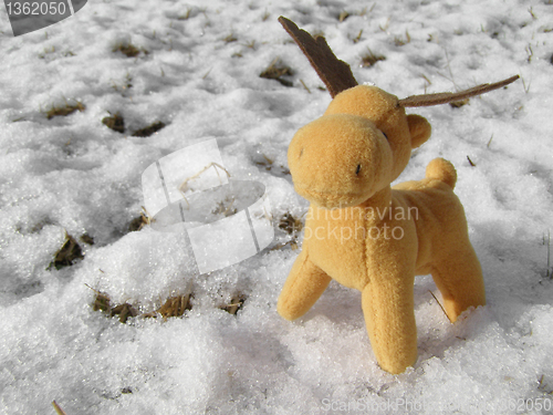 Image of Deer picture