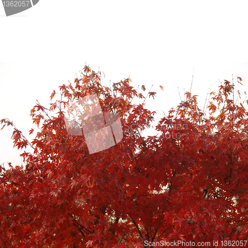 Image of Maple leaves