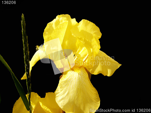 Image of Iris