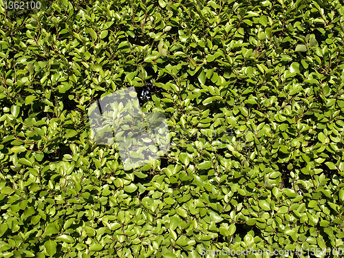 Image of Hedgerow picture