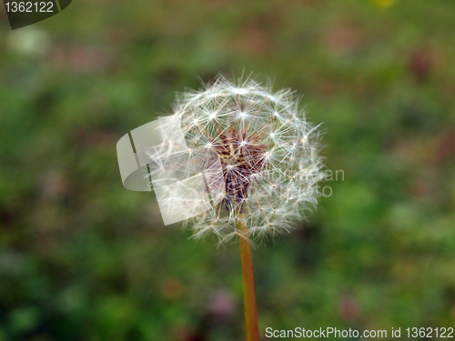 Image of Dandelion picture