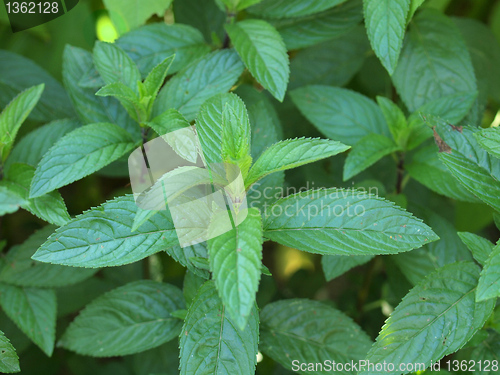 Image of Peppermint