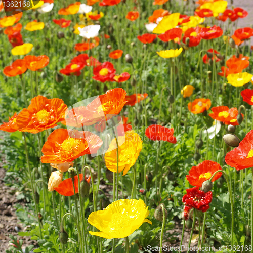Image of Papavers picture