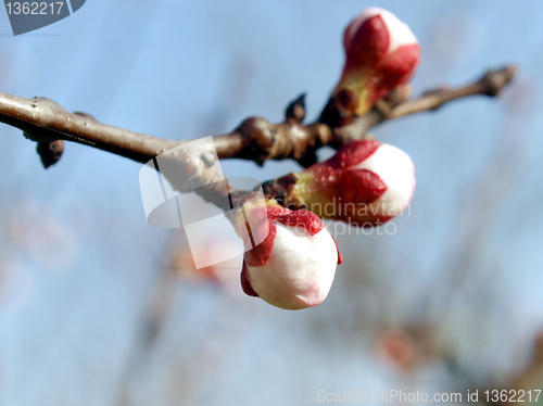 Image of Peach tree flower