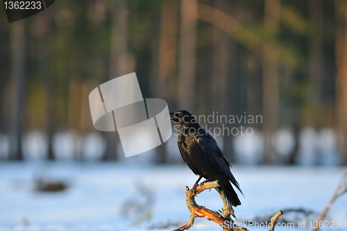 Image of Common Raven