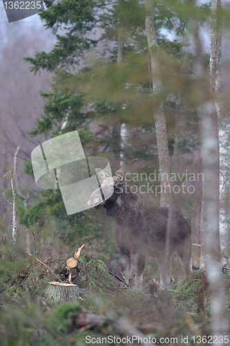 Image of Moose and felled trees 