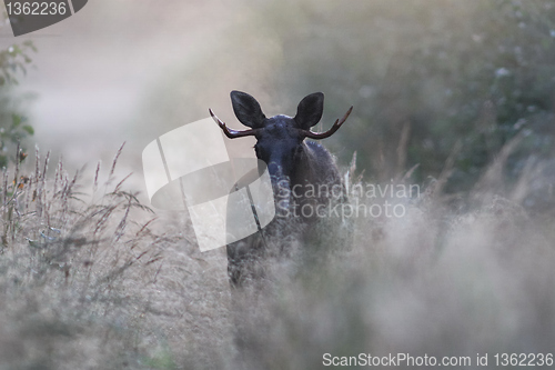 Image of Moose in fog