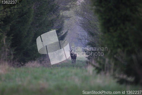 Image of Moose in alley