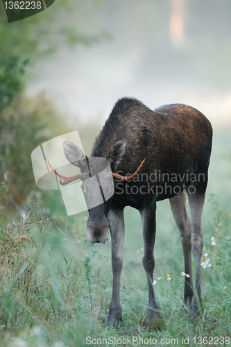 Image of Bull Moose in heat