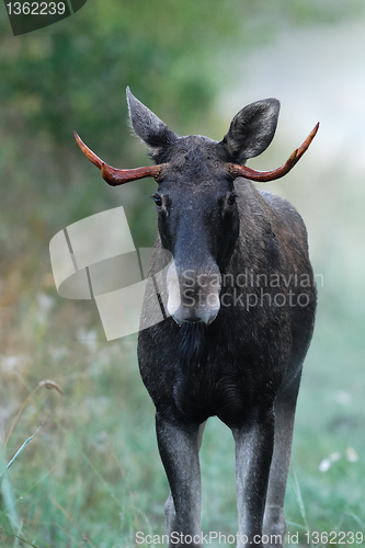Image of Confrontation with Bull Moose