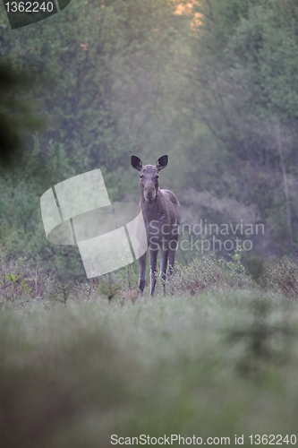 Image of Moose breathing fumes 