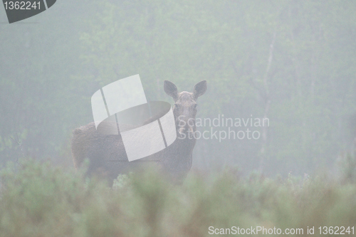 Image of Moose in fog