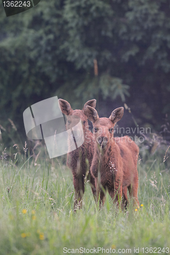 Image of Two moose calf 