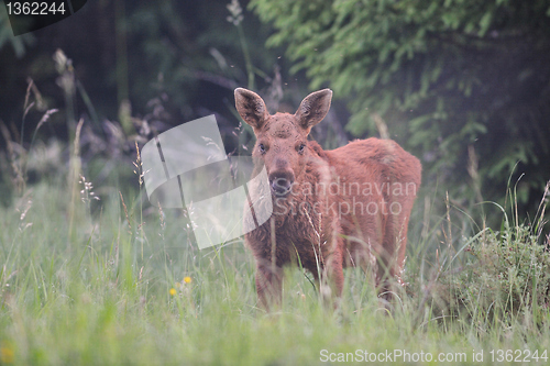 Image of Cute moose calf 