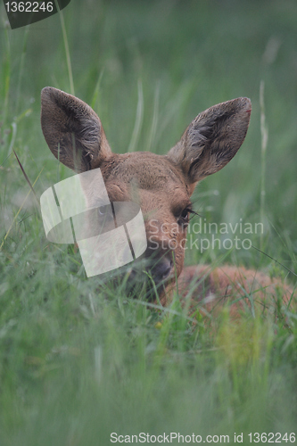 Image of Moose calf resting