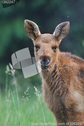 Image of Moose calf portrait