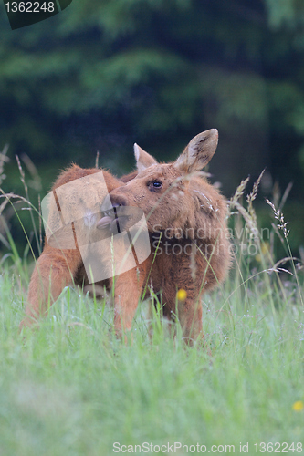 Image of Young Moose self cleaning