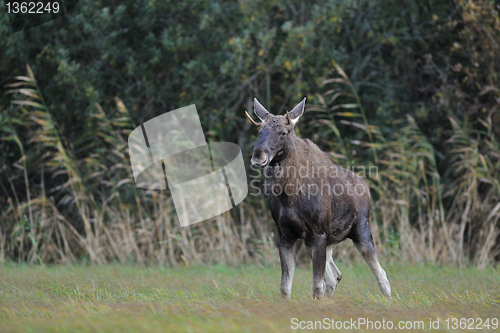 Image of Bull moose peeing