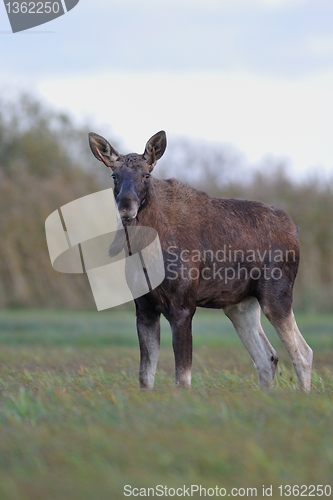 Image of Bull Moose in meadow