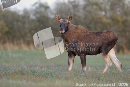 Image of Bull Moose