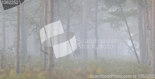 Image of Bull Moose in the mist