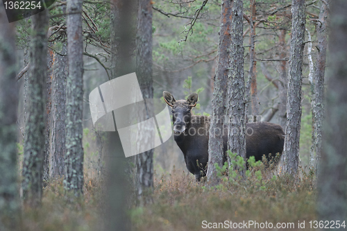 Image of Moose behind the trees