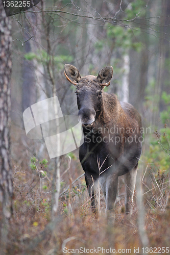 Image of  Moose in autumn forest 