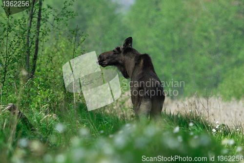 Image of Summertime with moose