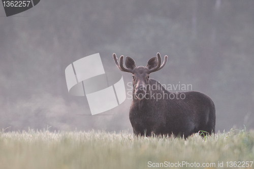 Image of Moose breathing in crispy morning