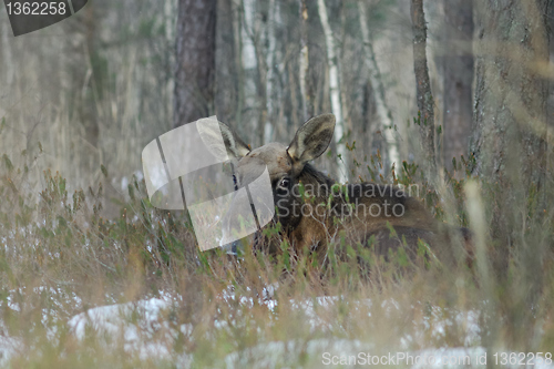 Image of Moose resting