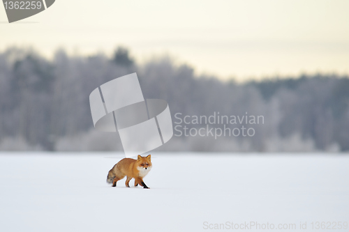 Image of Red fox in winter